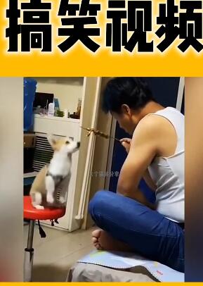 �����Ի���Ϊ32  ��Ц�ȳ�