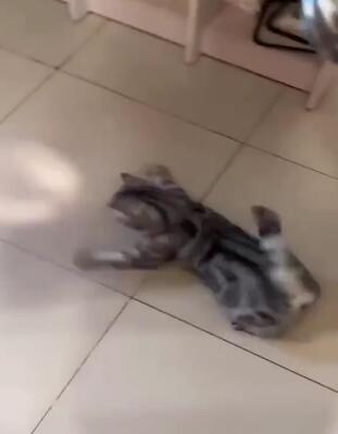 ɳ����� ��Ц�����ɢ������