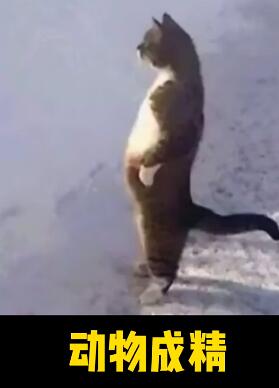 ����ɾ� ÿ���Ц��Ƶ����