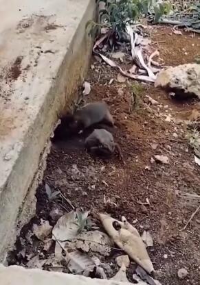 ��Ц��������