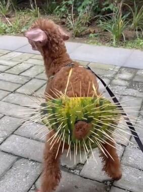 ��Ц�Ķ��� �������� ��Ц����