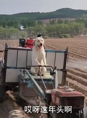 这年头指着谁啊!自己挣点狗粮吧