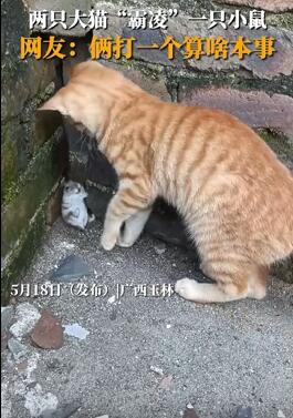 ��ֻè���ַ��Ż�һֻС���� С�����ǽ���ŵ�һ������