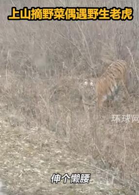 ������˫Ѽɽһ��������ɽ��Ұ����Ұ���ϻ�