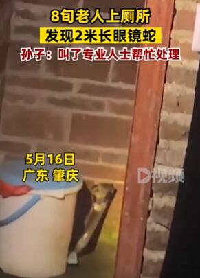 广东肇庆一老人上厕所发现2米长眼镜蛇