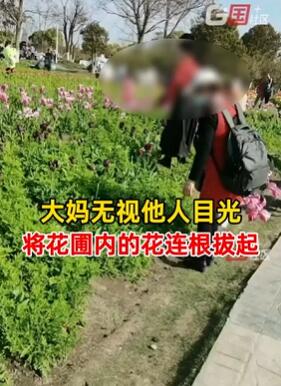 上海一大妈将路旁鲜花连根拔起装袋拎走