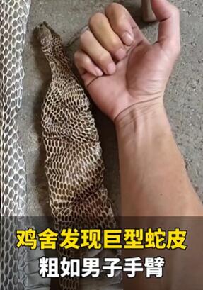 男子在自家鸡舍发现巨型蛇皮如手臂般粗