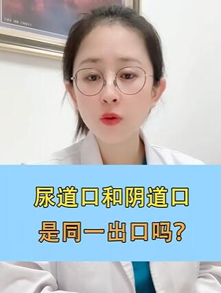 尿道和阴道是同一出口吗?