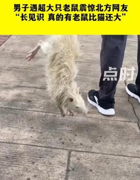 深圳一男子路边抓到一只大老鼠 体型比猫还大