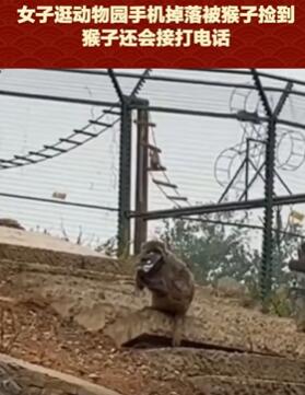 女子逛动物园手机掉落被猴捡到拿着玩