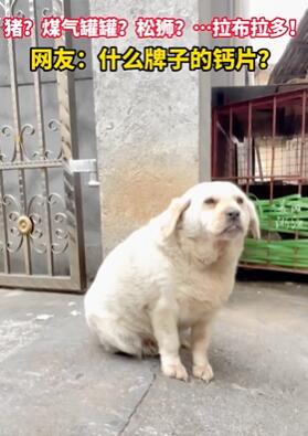 ���Ӹ������Ը�Ƭ����������