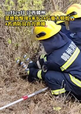 菜地惊现28斤重大蟒蛇 4名消防员合力抓捕